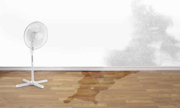 Best Water damage contractors near me  in Litchfield Park, AZ